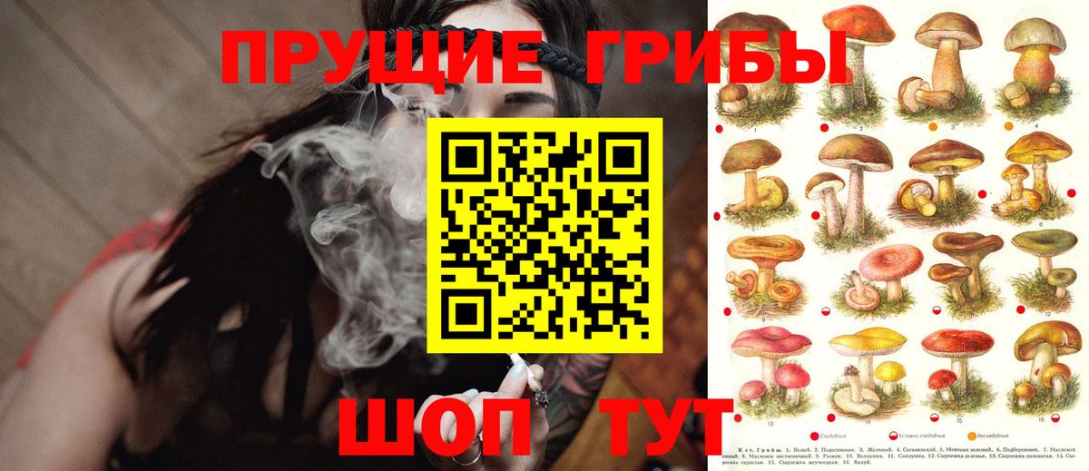 Галлюциногенные грибы Psilocybine cubensis Североморск